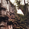 Berumur 5.484 Tahun, Pohon 