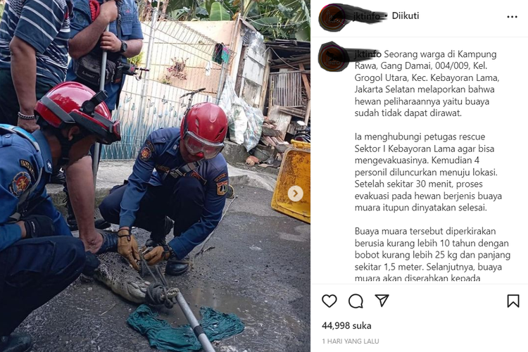Video viral buaya dievakuasi petugas Damkar di Jakarta Selatan