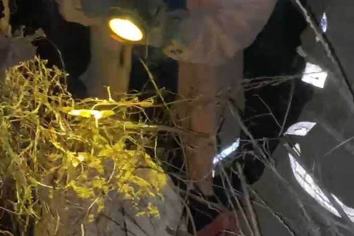 Proses evakuasi sarang tawon yang menyebabkan lansia meninggal dunia di Kabupaten Karanganyar oleh Petugas Damkar Satpol PP Karanganyar.