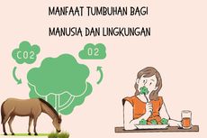 Manfaat Tumbuhan bagi Manusia dan Lingkungan