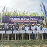 Targetkan Swasembada Gula Konsumsi, Ditjenbun Tingkatkan Produksi dan Kualitas Tebu