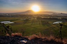 Manfaat Sinar Matahari bagi Tumbuhan dan Hewan