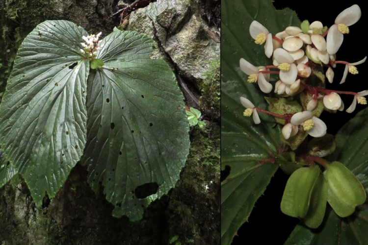 2 Spesies Baru Begonia Ditemukan di Kalimantan, Rekor Daun Terbesar di Borneo