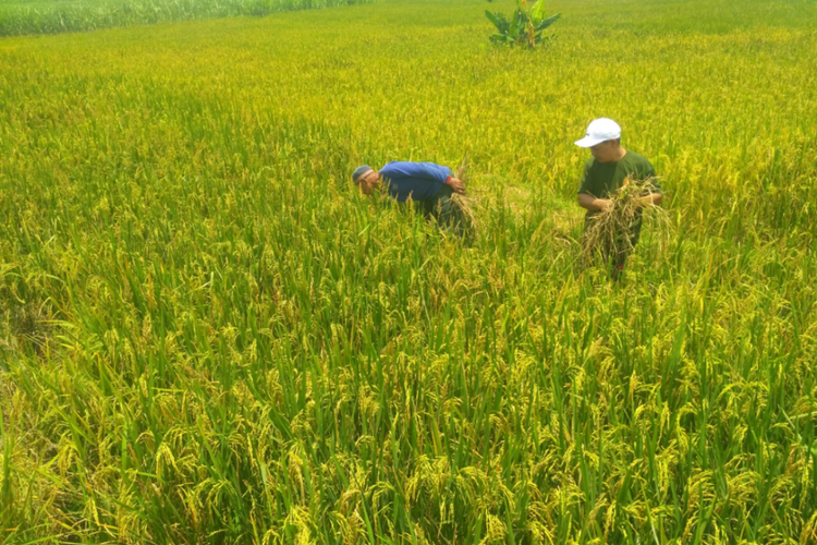 Petani di Desa Titik, Kecamatan Semen, Kabupaten Kediri memeriksa tanaman padi yang diserang hama tikus, Rabu (28/2/2018).