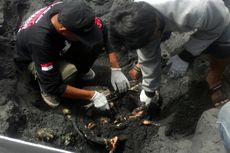 Peneliti UGM Tak Temukan Plastik di Bangkai Penyu, hanya Kulit Ikan Buntal