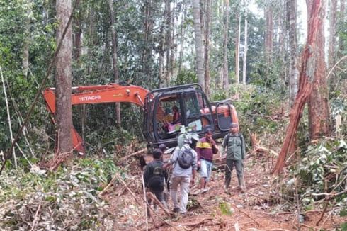 Dalang Perambah Hutan TN Bukit Tigapuluh Ternyata Mantan Kades
