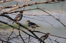 Pertama Kali, Burung Kerak Perut-pucat Ditemukan di Danau Limboto