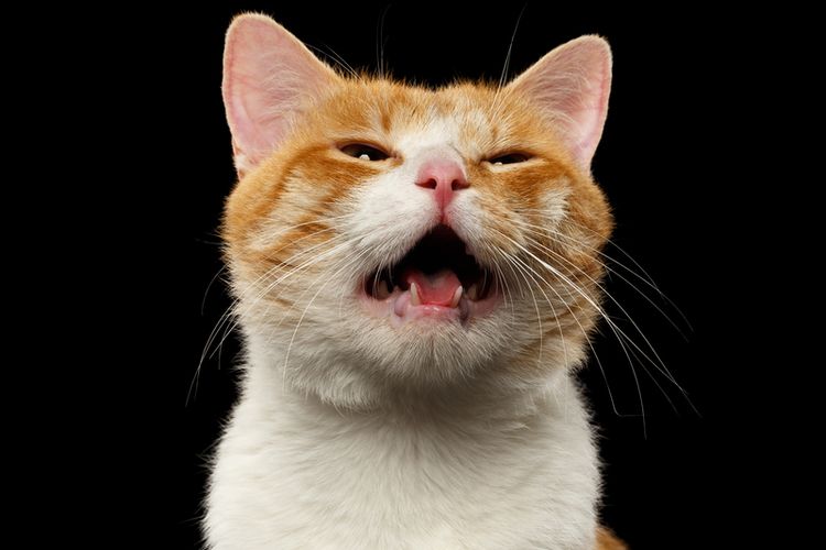Kenapa Mulut Kucing Bau Ini Penyebab Dan Cara Menanganinya Halaman All Kompas Com