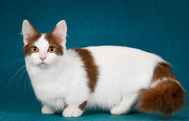 Cara Merawat Munchkin, Jenis Kucing Kaki Pendek yang Menggemaskan ...
