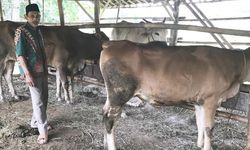 Beternak, Cara Petani Jonggol Tambah Penghasilan