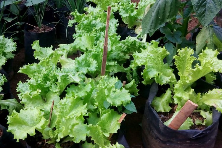 Ilustrasi menanam selada di polybag. 