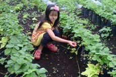 Menikmati Liburan di Kebun Stroberi Jangkat