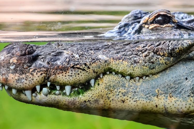 Buaya 3 Meter Muncul di Selokan Permukiman di Polman, Lebih Besar Dibanding Sebelumnya