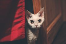 4 Alasan Kucing Suka Berada di Tempat Sempit 