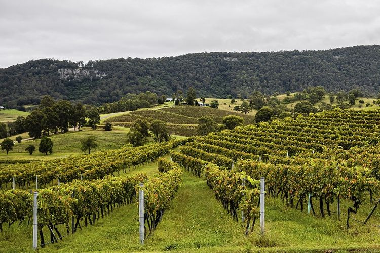 Countryside, Hunter Valley, New South Wales, Australia, merupakan kawasan perkebunan anggur tertua di Benua Kanguru.