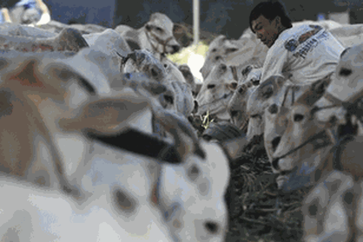 Pekerja memberi makan sapi kurban yang dijual di Jalan Ahmad Yani, Jakarta Timur, Senin (24/10/2011). Sapi yang sebagain besar merupakan sapi lokal tersebut didatangkan dari sejumlah kabupaten/kota di Jawa Tengah seperti Wonosobo, Purwodadi, dan Purwokerto. Sapi tersebut ditawarkan mulai Rp 8,5 juta hingga diatas Rp 20 juta, tergantung besar kecilnya ukuran.