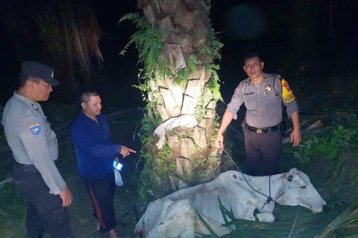 Foto: Anggota Polisi Polsek Serbelawan memperlihatkan lembu yang diikat kedua pelaku di area perkebunan sawit Afdeling VIII Kebun Unit Dolok Ilir, Huta Malopot, Nagori Silinduk, Kecamatan Dolok Batu Nanggar, Kabupaten Simalungun, Sumatera Utara, Sabtu (20/7/2024).