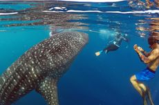 Wisata Hiu Paus di Gorontalo, Bisa Diving dan Foto Bareng