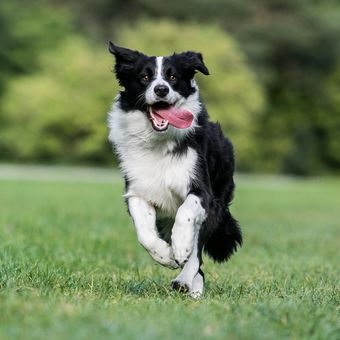 Ilustrasi anjing Border collie.