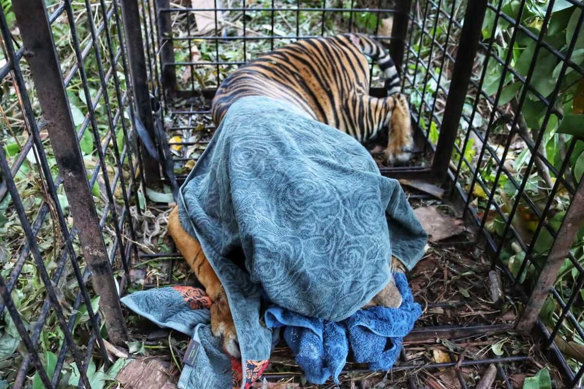 Harimau yang Diduga Terkam Remaja 15 Tahun di Hutan Riau Tertangkap Halaman  all - Kompas.com