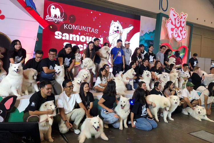 Komunitas anjing Samoyed berfoto dalam acara Pet Fest Indonesia pada 22 Juni 2024 di ICE BSD Hall 9-10, Tanserang Selatan. Acara ini berlangsung selama tiga hari, 21-23 Juni 2024.