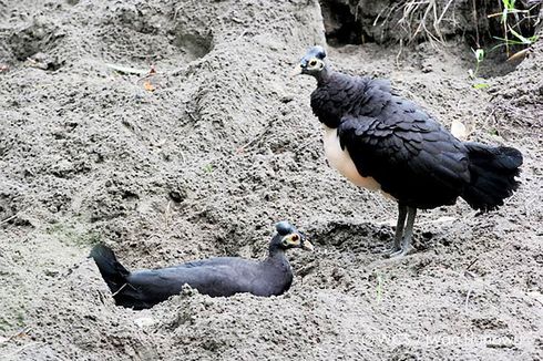 Mengenal Maleo, Burung Khas Sulawesi yang Populasinya Terancam