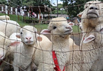 Usaha Ternak Domba Punya Peluang Besar, Tertarik Mencoba?