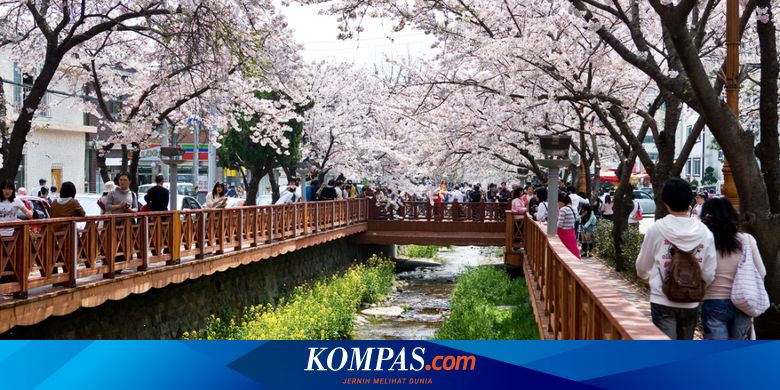 Tempat Terbaik Melihat Bunga Sakura Di Korea