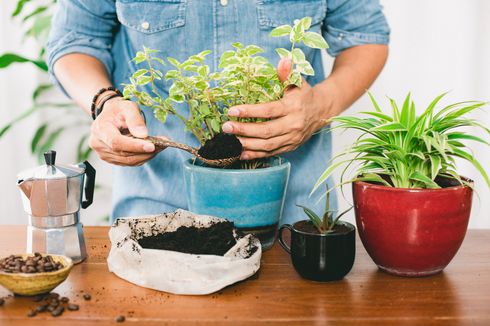 Cara Menggunakan Ampas Kopi untuk Tanaman