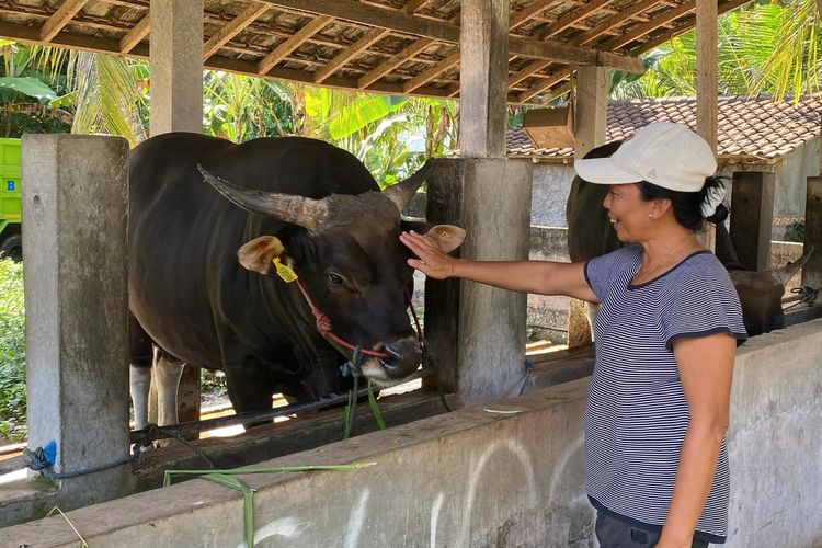 Peternak Jembrana Senang Sapi 680 Kg Miliknya Dibeli Prabowo: Saya Pelihara 3 Tahun