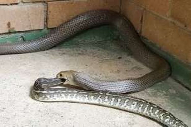 Beginilah cara seekor ular coklat memangsa seekor ular piton yang ditemukan sepasang penangkap ular di Brisbane, Australia.