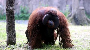 Pengelola Baru Bandung Zoo Diumumkan 5 Juni, Farhan: Pekerja Lama Tak Boleh Diberhentikan