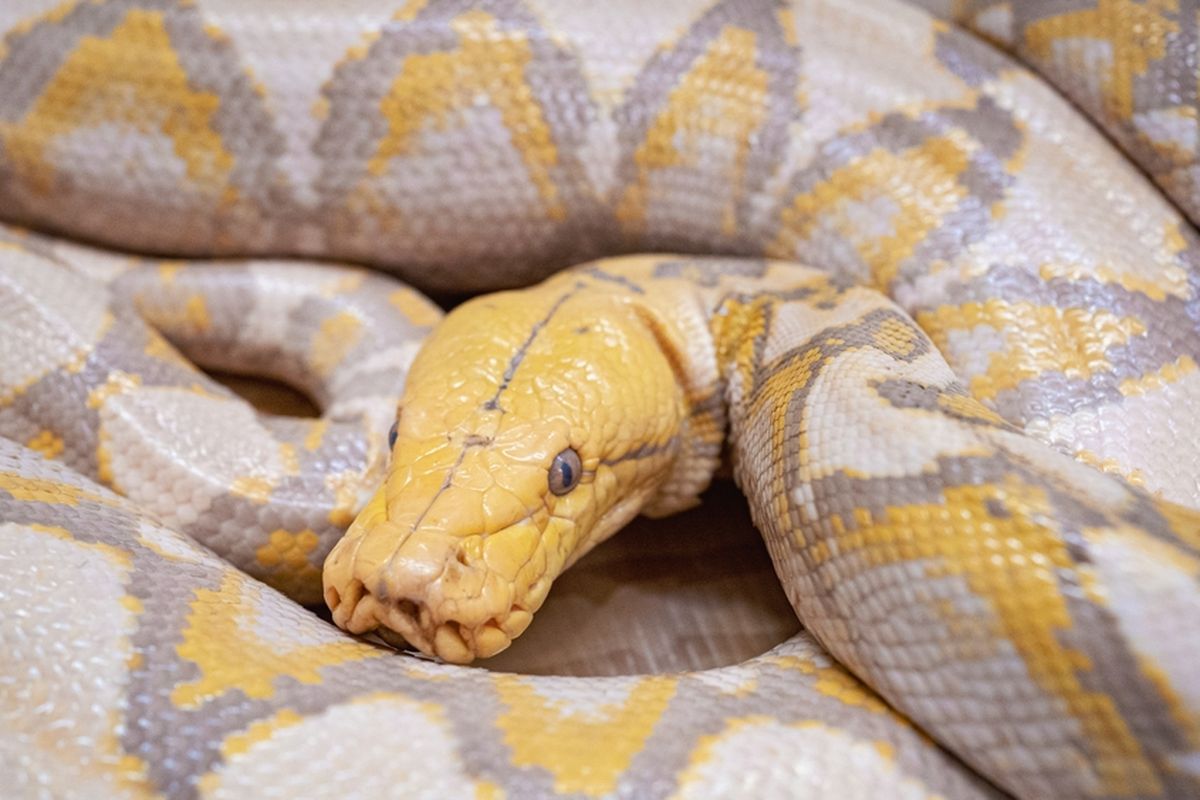 Ular piton, golden python