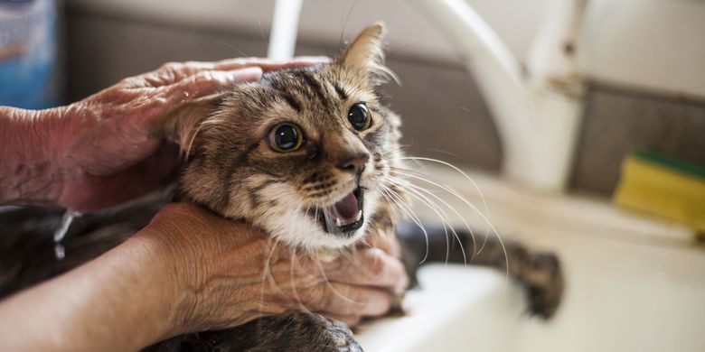 Ilustrasi memandikan <a href='https://pontianak.tribunnews.com/tag/kucing' title='kucing'>kucing</a>.