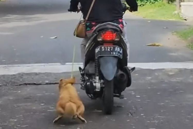 Tangkapan layar video viral Ibu-ibu pengendara sepeda motor yang menyeret anjingnya saat melintas di Jalan Ciung Wanara, Denpasar, Bali. /Dok. istimewa