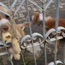 Warga Semarang Dipolisikan karena Lakban Mulut Anjing hingga Mati