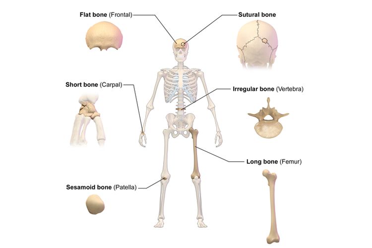 Rangka manusia dan tipe-tipe tulang penyusunnya