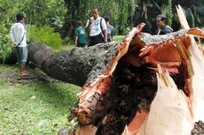 Pohon di Kebun Raya Bogor Tumbang, 4 Orang Tewas