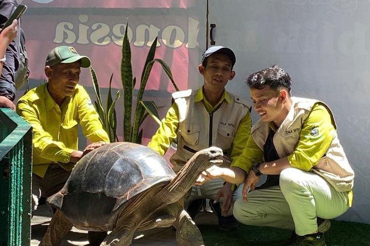 Kebun Binatang Surabaya Tambah Koleksi 4 Kura-kura Alsabra dari Jepang