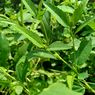 Peneliti IPB: Tanaman Herbal Ini Berkhasiat Redakan Asam Urat