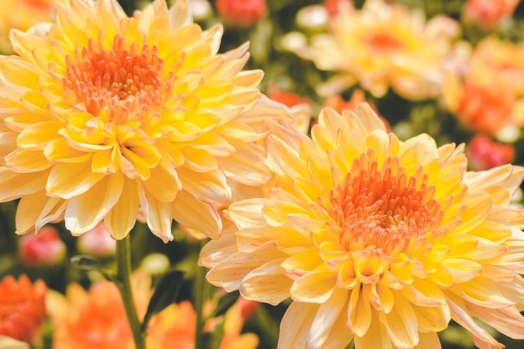 Ilustrasi bunga krisan.