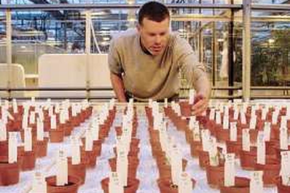 Wieger Wamelink mengamati tanaman pangan yang ditumbuhkan di lingkungan serupa Mars.