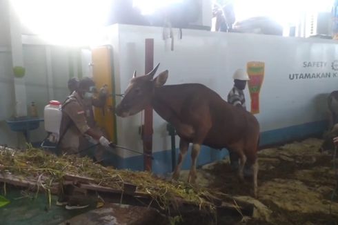 200 Ekor Sapi Tiba di Sorong untuk Memenuhi Kebutuhan Hewan Kurban