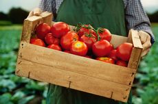 3 Cara Simpan Tomat yang Kurang Matang dan Sudah Dipotong