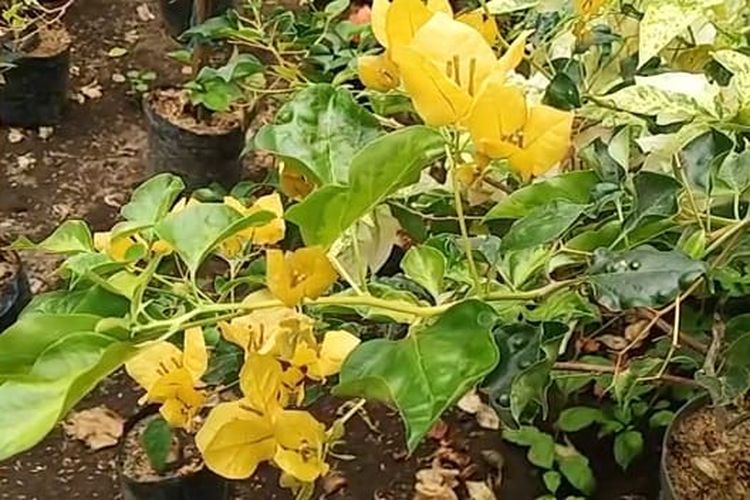 Salah satu jenis bunga bougenvile yang dibudidayakan oleh Kelompok Masyarakat Sadar Wisata (Pokdarwis) Desa Tunjungan Kecamatan Ngombol, Kabupaten Purworejo, Jawa Tengah.