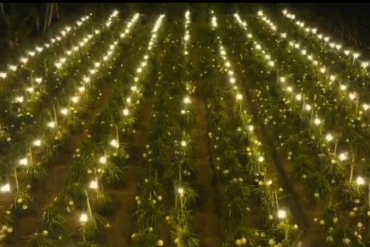 Nampak dari atas lampu-lampu di kebun buah naga milik Edi Purwoko (41), petani buah naga asal Dusun Tambakrejo