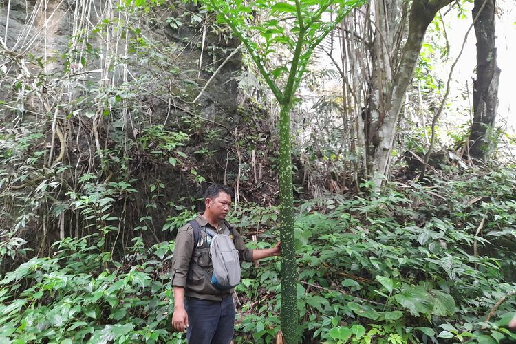 Tanaman amorphophallus titanum yang ada di Gunung Kapur, Batu Katak, Langkat, Sumatera Utara. 