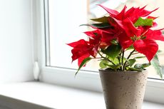 4 Fakta Tentang Poinsettia, Tanaman Dekorasi Khas Natal