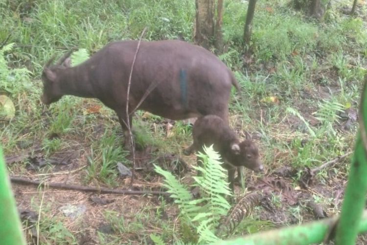 Tampak bayi anoa bernama Raden bersama induknya di Anoa Breeding Centre (ABC) yang dikelola oleh BPSILHK Manado bekerjasama dengan BKSDA Sulawesi Utara.