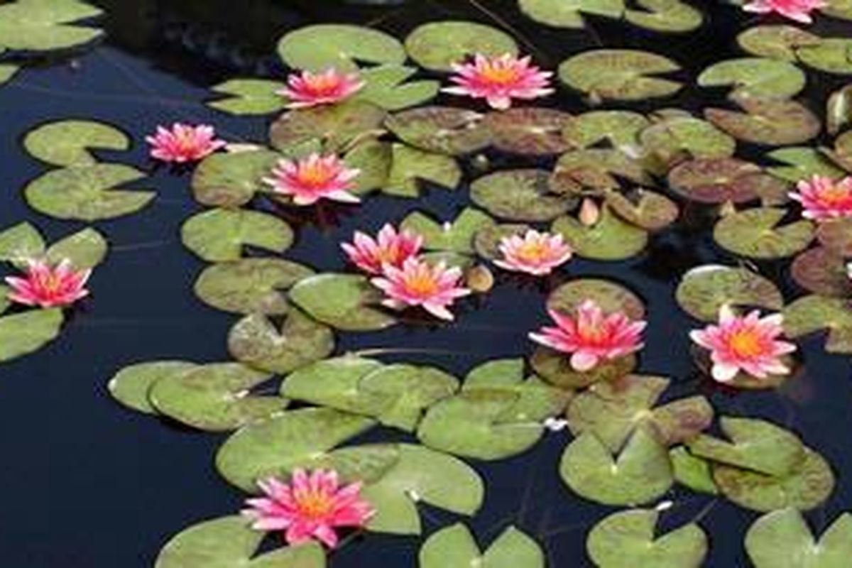 Akar teratai bisa dijadikan sebagai pakan untuk ikan, sementara daunnya berfungsi mengurangi radiasi matahari dan menetralisir air di dalam kolam.
